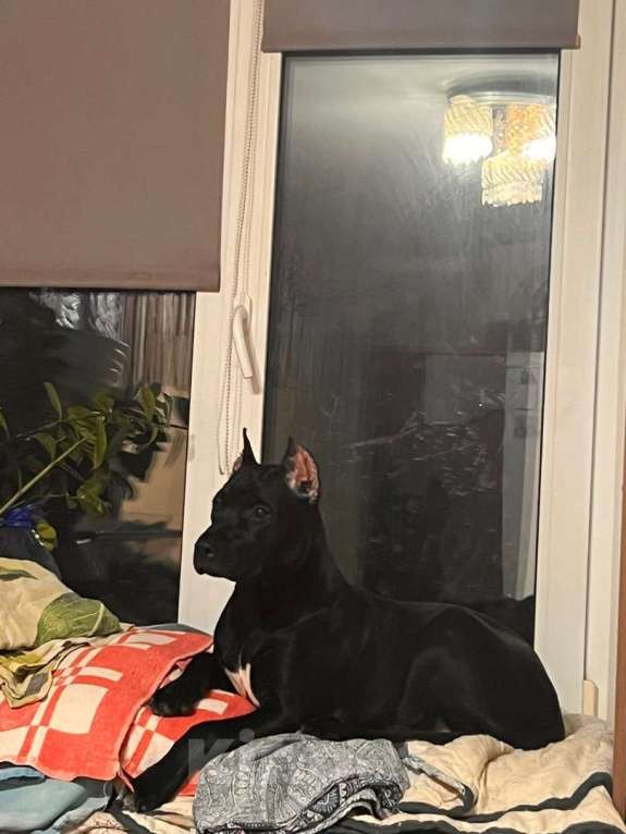 Собаки в Ижевске: Американский питбультерьер  Девочка, 80 000 руб. - фото 2