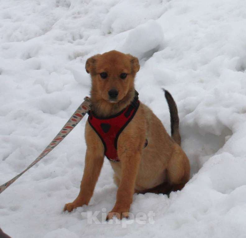 Собаки в Москве: Щенулька  Лисёна ищет свою любимую семью Девочка, Бесплатно - фото 2