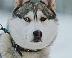 Собаки в Санкт-Петербурге: Красавец хаски Форест из приюта Мальчик, Бесплатно - фото 1