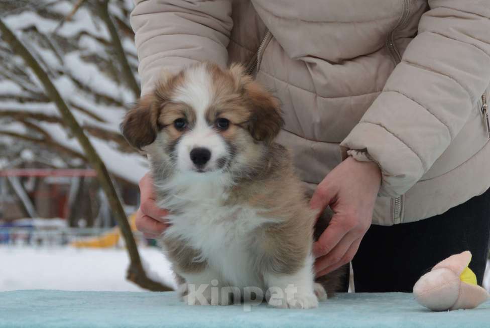 Собаки в Москве: Лауринь Мальчик, 60 000 руб. - фото 6
