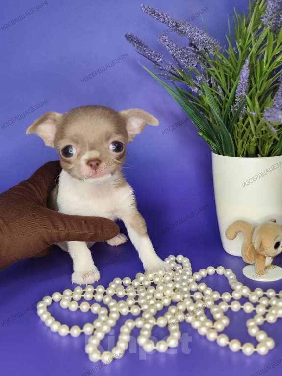 Собаки в Москве: Мини девочка чихуахуа  Девочка, Бесплатно - фото 5