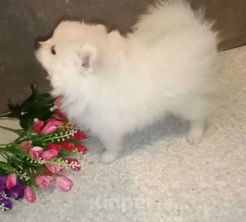 Собаки в Одинцово: Щенок померанского шпица Девочка, 50 000 руб. - фото 3
