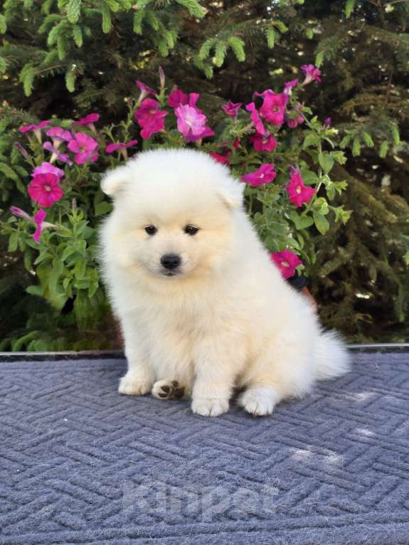 Собаки в Сергиеве Посаде: Предлагаем мальчика Японского шпица Мальчик, 60 000 руб. - фото 3