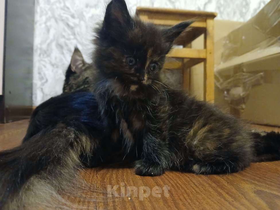 Кошки в Санкт-Петербурге: Продам кошечку мейн-кун Девочка, 12 000 руб. - фото 2