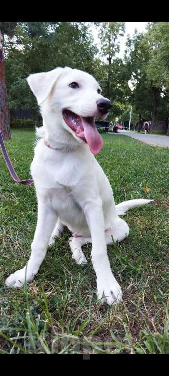 Собаки в Краснодаре: ПОТЕРЯЛАСЬ СОБАКА! БИМ! Мальчик, Бесплатно - фото 2