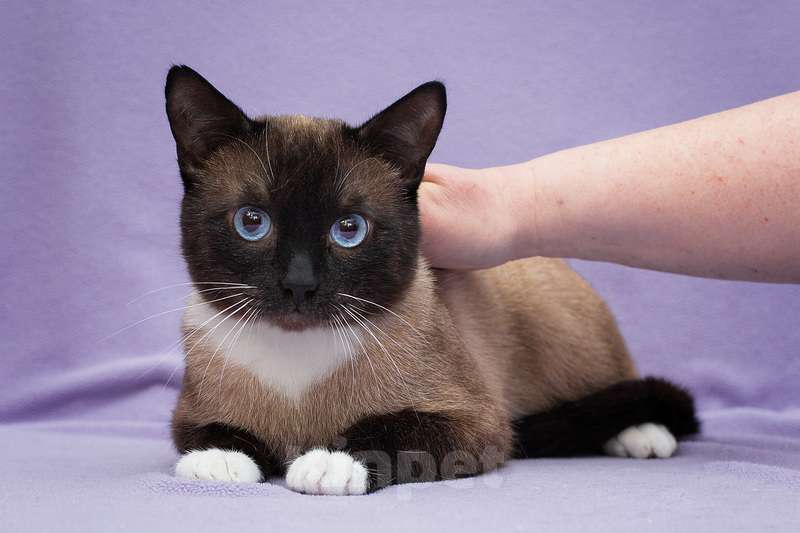 Кошки в Москве: Роскошный синеглазый тайский кот Орешник в дар Мальчик, 1 руб. - фото 2