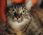 Кошки в Москве: Самая чудесная полосатенькая кошечка ищет дом Девочка, Бесплатно - фото 2