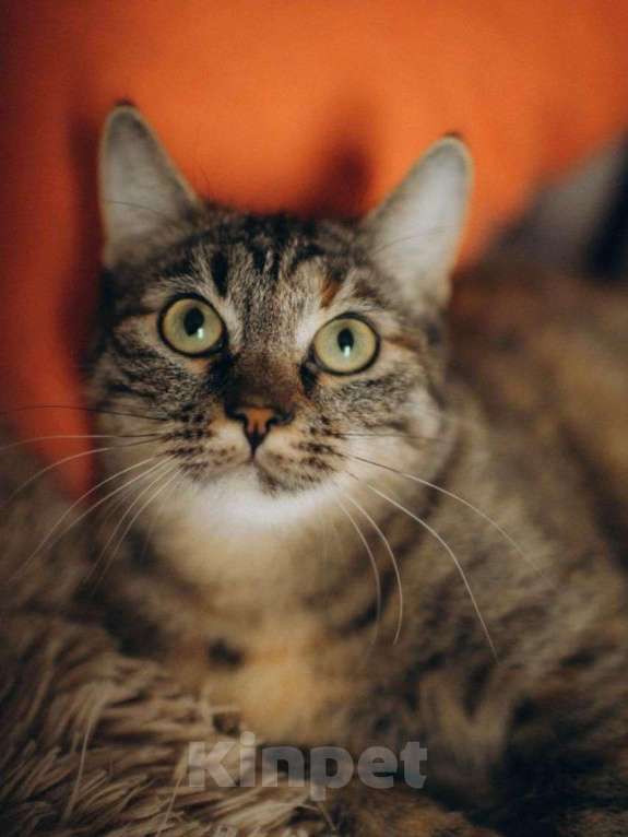 Кошки в Москве: Самая чудесная полосатенькая кошечка ищет дом Девочка, Бесплатно - фото 2