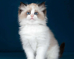 Кошки в Москве: Рэгдолл котята  Мальчик, 120 000 руб. - фото 2