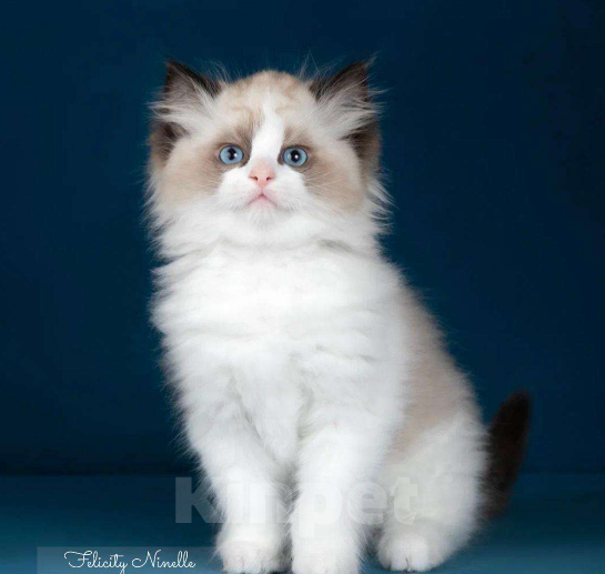 Кошки в Москве: Рэгдолл котята  Мальчик, 120 000 руб. - фото 2