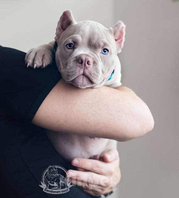 Собаки в Москве: Ам. Булли - Лиловый мальчик Булочка Мальчик, 130 000 руб. - фото 3