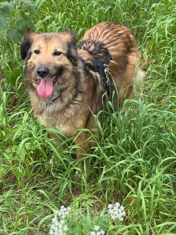 Собаки в Москве: Сима - пушинка Девочка, Бесплатно - фото 4