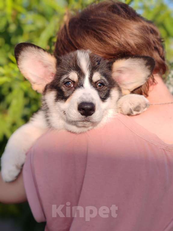 Собаки в Симферополе: Мальчик триколор  Мальчик, 50 000 руб. - фото 5