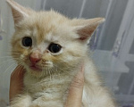 Кошки в Одинцово: Котенок в добрые руки  Девочка, Бесплатно - фото 1