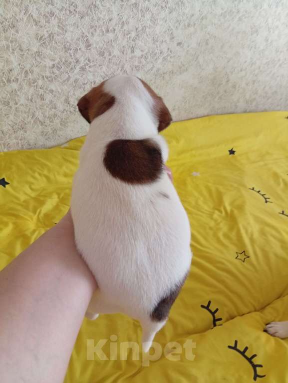 Собаки в Ижевске: Миленькая девочка Девочка, 18 000 руб. - фото 5