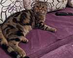 Кошки в Екатеринбурге: Вязка шотландский вислоухий кот, 1 500 руб. - фото 2