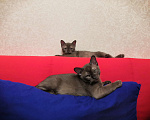 Кошки в Липецке: Бурмята Мальчик, 35 000 руб. - фото 3
