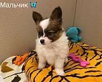 Собаки в Москве: Щенки папийона Девочка, 45 000 руб. - фото 2