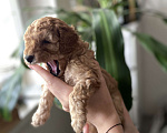 Собаки в Москве: Щенки миниатюрного пуделя из Atelier Princess Мальчик, 80 руб. - фото 2
