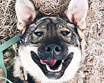 Собаки в Москве: Обнимашка, целовашка - ласковый пес Мартин в добрые руки Мальчик, 100 руб. - фото 5