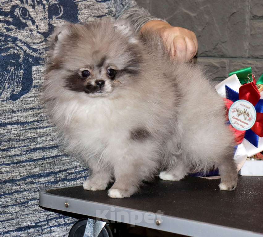 Собаки в Москве: Самая РОСКОШНАЯ крошка шпица Девочка, 75 000 руб. - фото 4