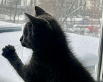 Кошки в Москве: Необычная кошечка ищет дом Девочка, 10 руб. - фото 4
