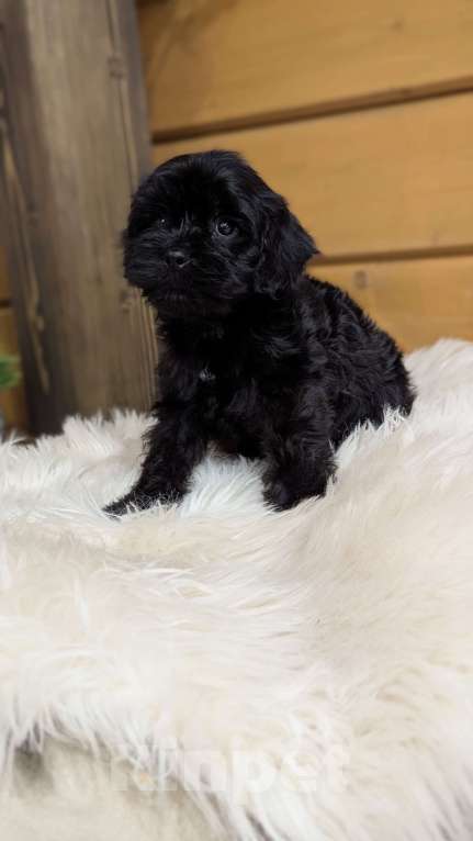 Собаки в Москве: Мальчик мальтипу Мальчик, 50 000 руб. - фото 2