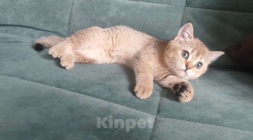 Кошки в Екатеринбурге: Шотландский котёнок золотая шиншилла Девочка, Бесплатно - фото 1