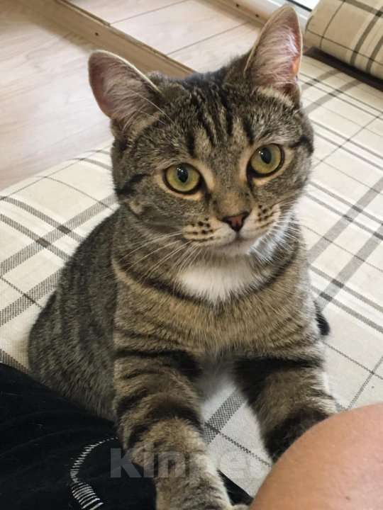 Кошки в Тюмени: Ищу любящих хозяев для ласковой молодой кошечки Девочка, Бесплатно - фото 3