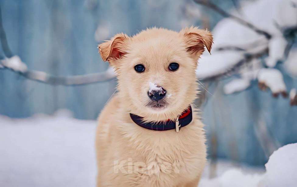 Собаки в Наро-Фоминске: Герцог якутенок команды ппбж Якутска Мальчик, Бесплатно - фото 8