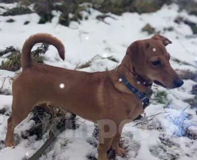Собаки в Москве: щенок метис таксы Флинти ищет семью Девочка, Бесплатно - фото 2