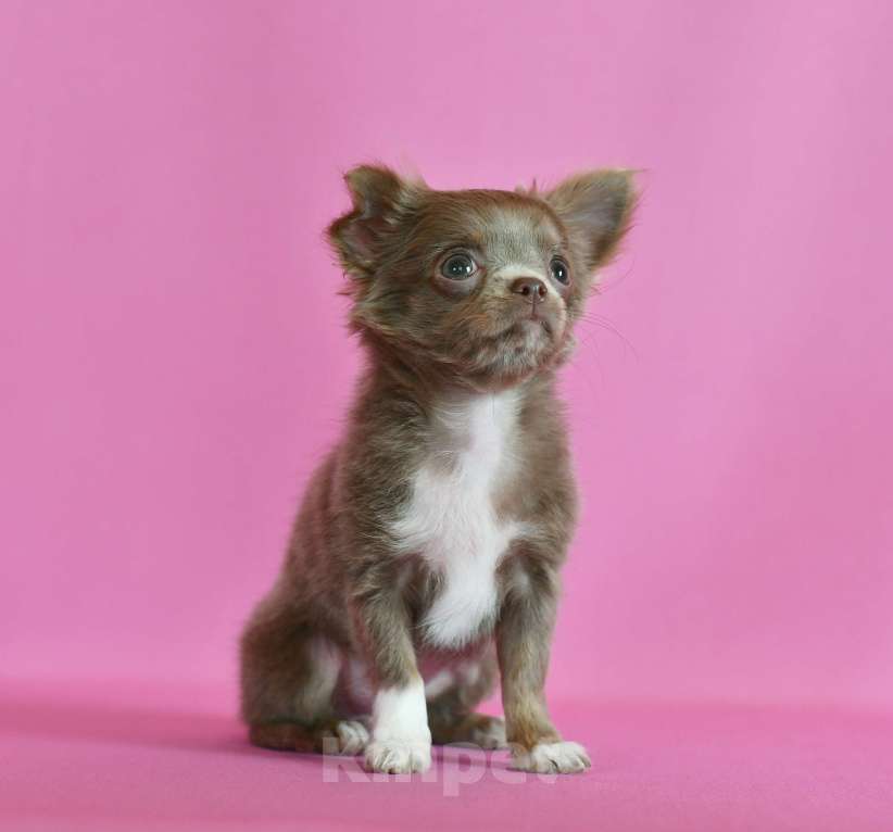 Собаки в Раменском: Соня Девочка, 60 000 руб. - фото 1