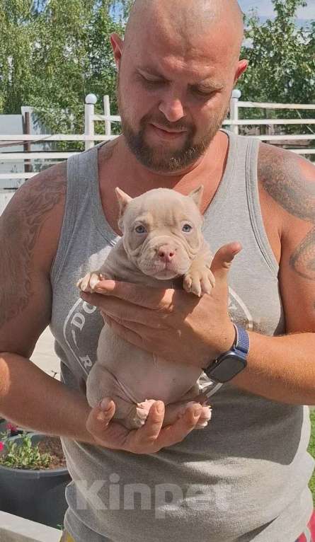 Собаки в Новороссийске: Шикарная малышка Девочка, 100 000 руб. - фото 2