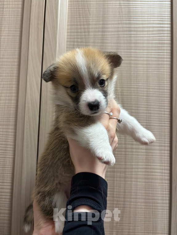 Собаки в Орле: Корги Девочка, 45 000 руб. - фото 1