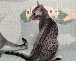 Кошки в Санкт-Петербурге: Котята редкой породы Египетская мау  Девочка, Бесплатно - фото 7