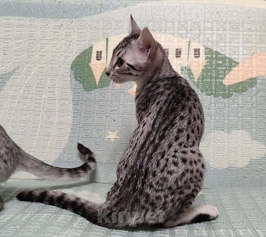 Кошки в Санкт-Петербурге: Котята редкой породы Египетская мау  Девочка, Бесплатно - фото 7