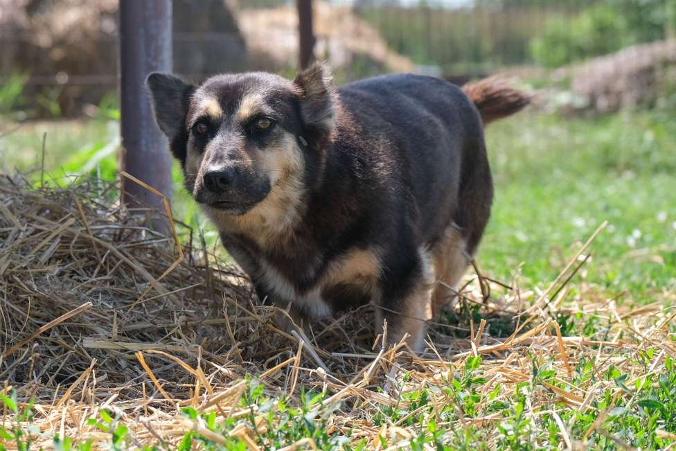 Собаки в Москве: Бакс Мальчик, Бесплатно - фото 5