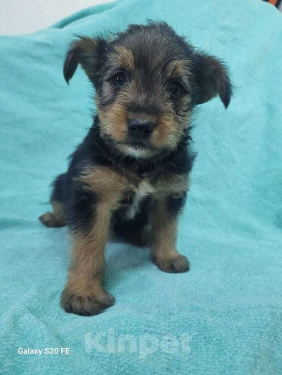 Собаки в Москве: Маленький щенок из приюта в добрые руки Девочка, Бесплатно - фото 3