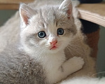 Кошки в Прокопьевске: Продам шотландских породистых котят Разнополые, 10 000 руб. - фото 4