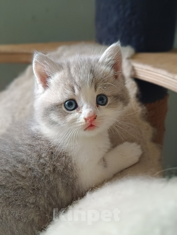 Кошки в Прокопьевске: Продам шотландских породистых котят Разнополые, 10 000 руб. - фото 4