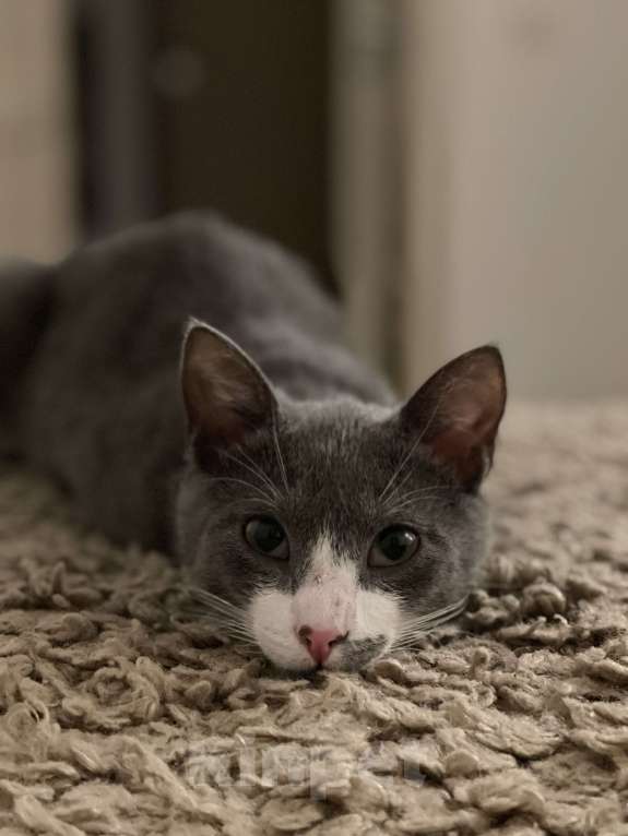 Кошки в Кудрово: Принцесса Марселла в поисках своего "королевства" :) Девочка, Бесплатно - фото 5