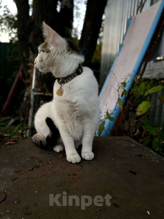 Кошки в Москве: 🐾 Спарта, до 1 года — кошечка-«ребёнок», которая обожает человека 💚 Девочка, Бесплатно - фото 4