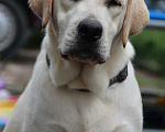 Собаки в Хабаровске: Лабрадор ретривер  Мальчик, 80 000 руб. - фото 1