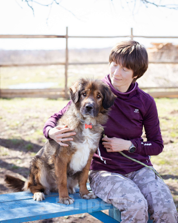 Собаки в Москве: Девочка в добрые руки Девочка, Бесплатно - фото 4