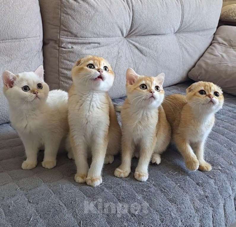 Кошки в Калуге: Шотландские золотые шиншиллы Разнополые, Бесплатно - фото 4