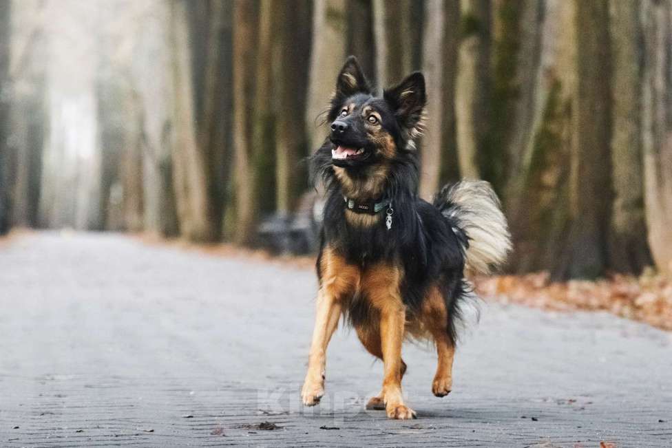 Собаки в Москве: Необыкновенная красавица Клер ждет свою семью. Девочка, Бесплатно - фото 2
