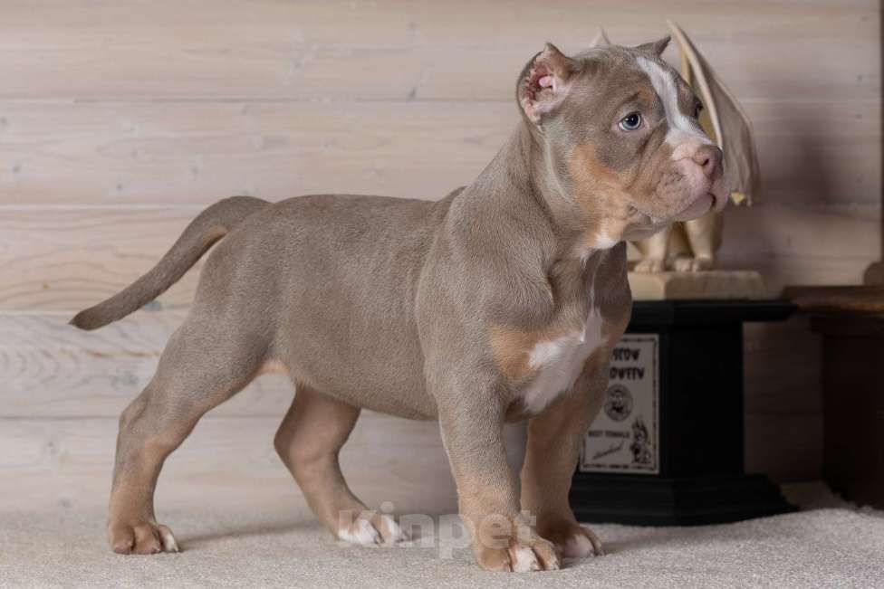Собаки в Королеве: Американский булли Девочка, 150 000 руб. - фото 5