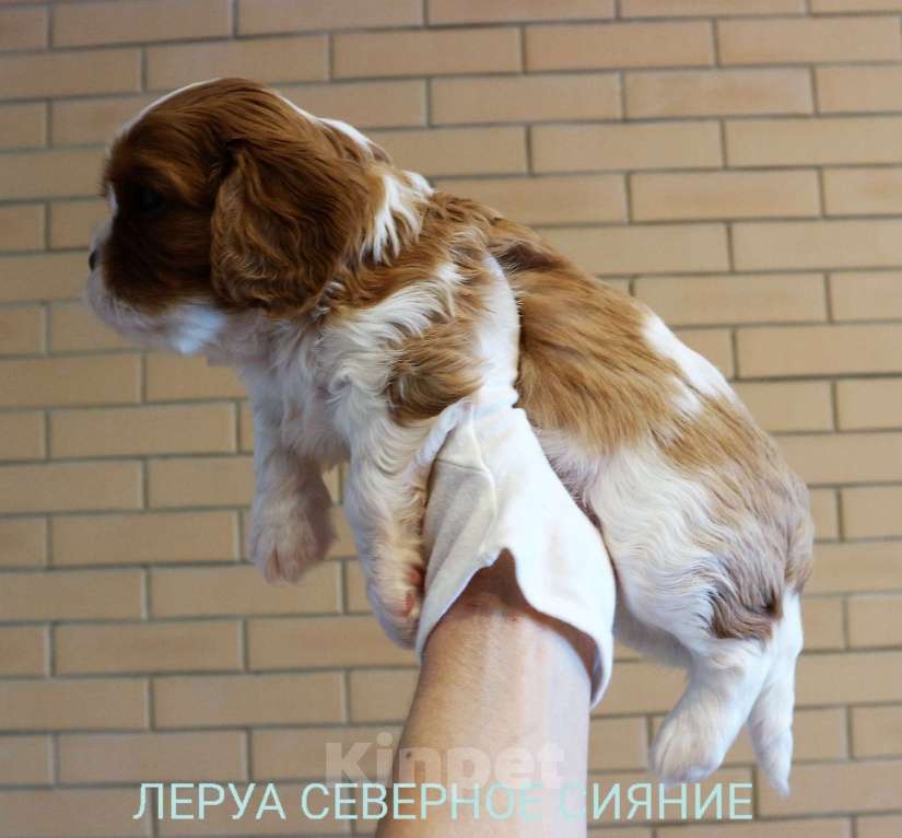 Собаки в Череповце: Щенок Кавалер Кинг Чарльз Спаниеля/ККЧС Девочка, 80 000 руб. - фото 3
