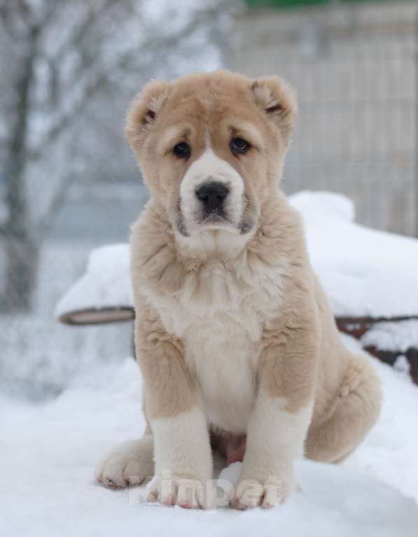 Собаки в Саратове: Роскошный Щенок сао Мальчик, Бесплатно - фото 1