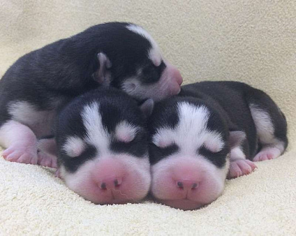 Хаски Щенки Разных окрасов